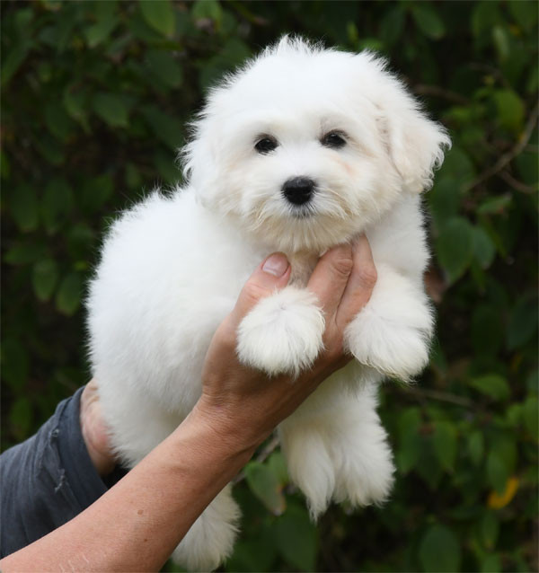 de dame nature - Chiots disponibles - Coton de Tulear