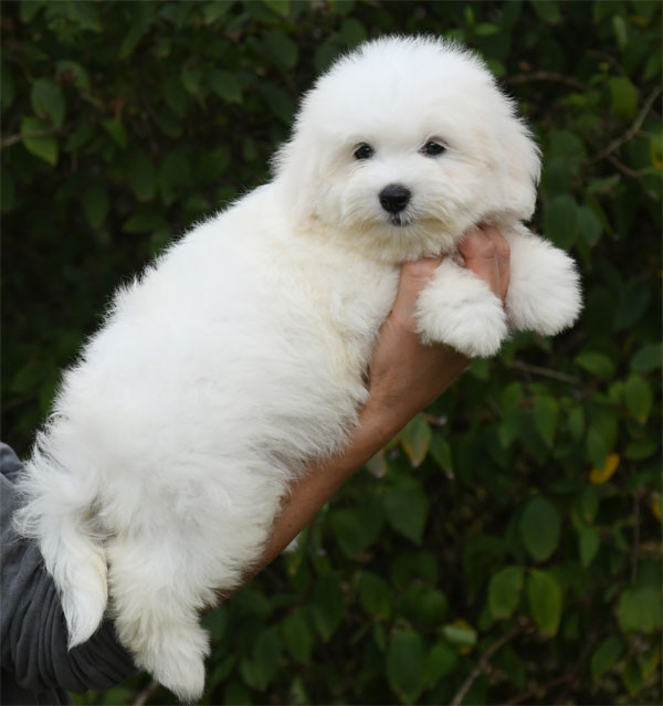 de dame nature - Coton de Tulear - Portée née le 30/07/2026