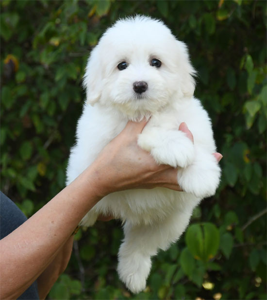 de dame nature - Chiots disponibles - Coton de Tulear