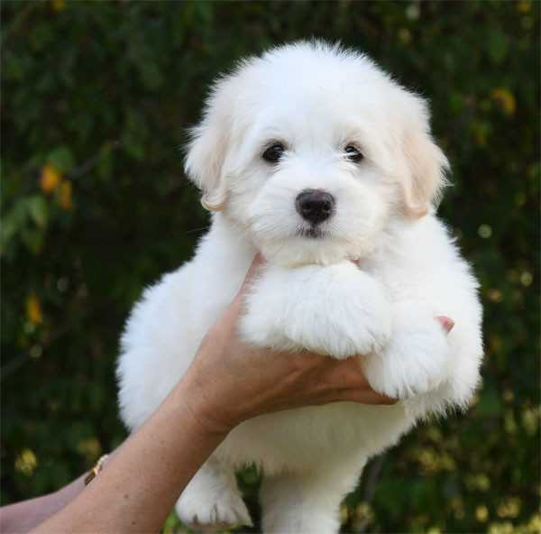 de dame nature - Coton de Tulear - Portée née le 11/08/2026