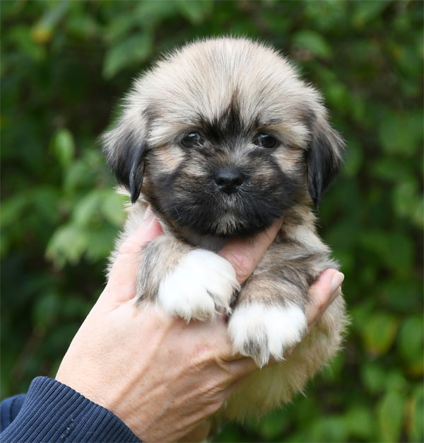 de dame nature - Chiots disponibles - Lhassa Apso