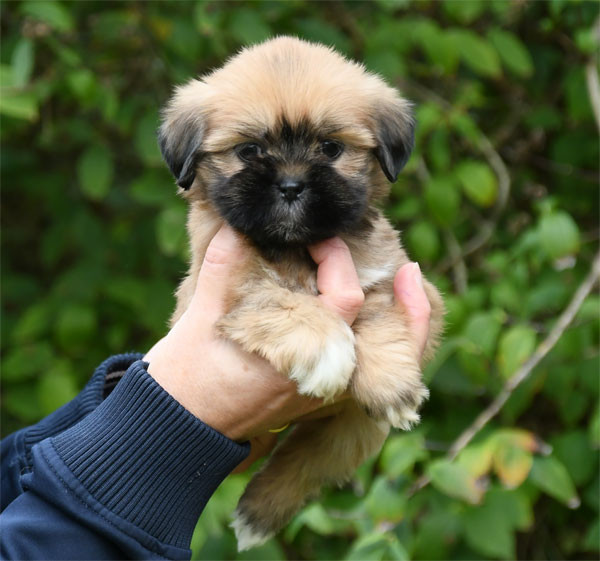 de dame nature - Chiots disponibles - Lhassa Apso