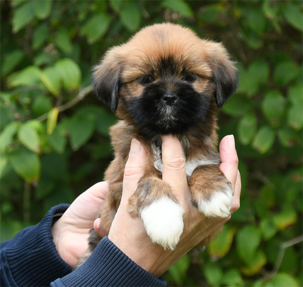de dame nature - Chiots disponibles - Lhassa Apso