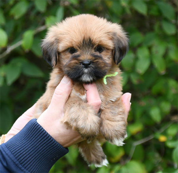 de dame nature - Chiots disponibles - Lhassa Apso