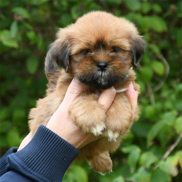 Chiot Lhassa Apso de dame nature