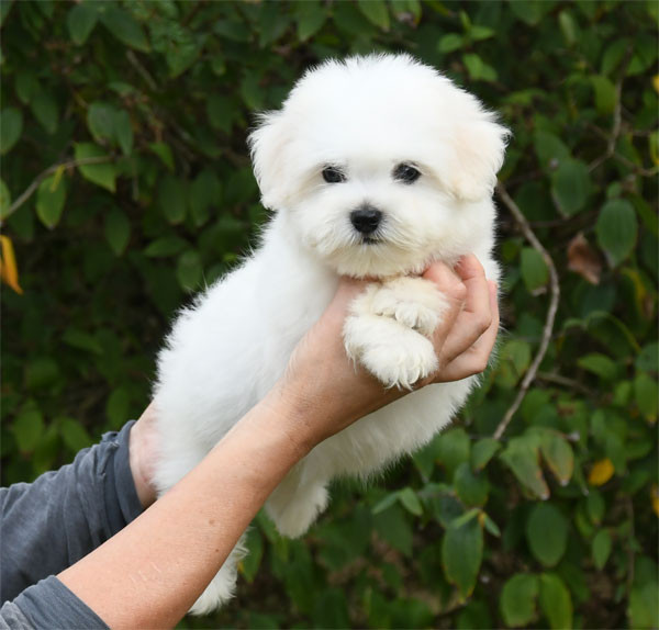 de dame nature - Chiots disponibles - Coton de Tulear