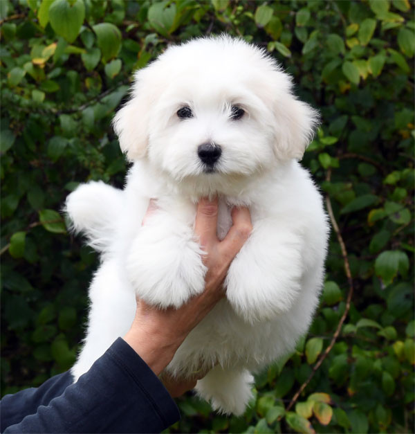 de dame nature - Chiots disponibles - Coton de Tulear