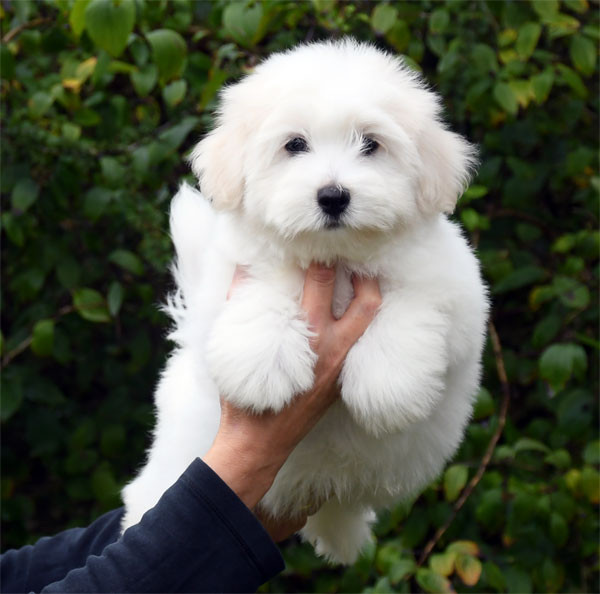 de dame nature - Coton de Tulear - Portée née le 29/07/2026