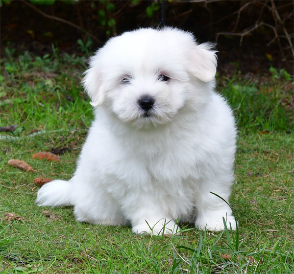 de dame nature - Chiots disponibles - Coton de Tulear