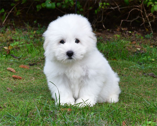 de dame nature - Chiots disponibles - Coton de Tulear