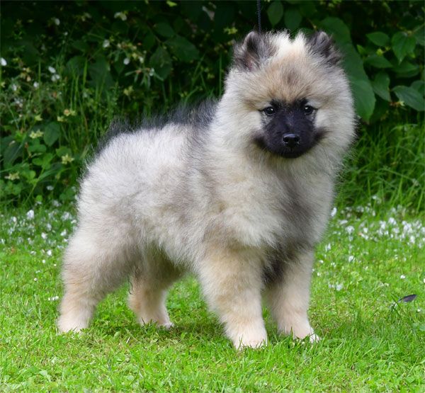 de dame nature - Chiots disponibles - Spitz allemand