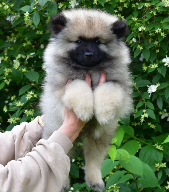 de dame nature - Chiots disponibles - Spitz allemand