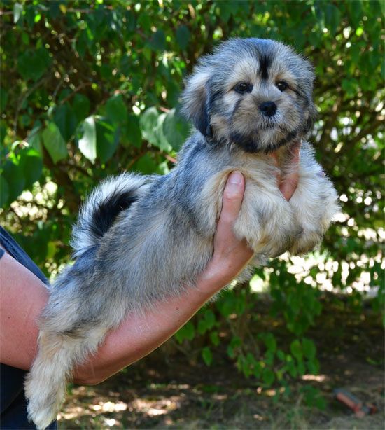 de dame nature - Chiots disponibles - Lhassa Apso