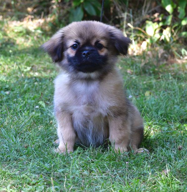 de dame nature - Chiots disponibles - Epagneul tibetain