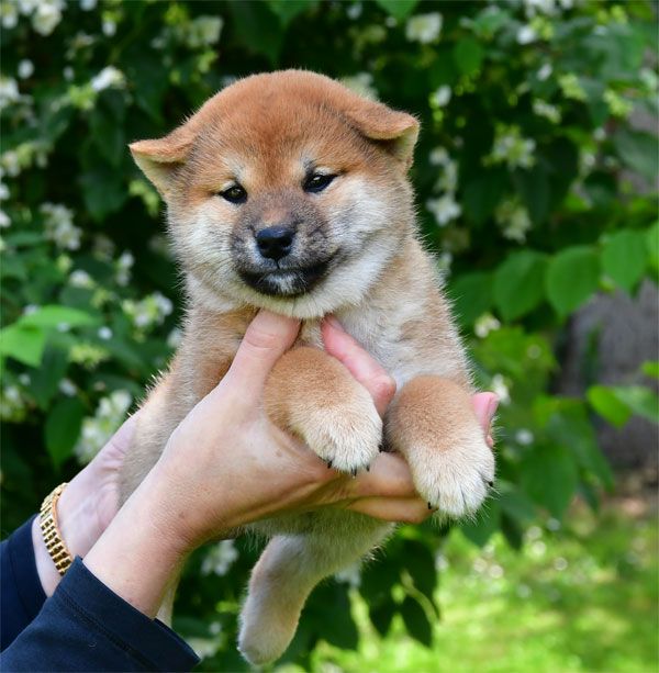 de dame nature - Chiots disponibles - Shiba