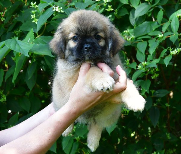 de dame nature - Chiots disponibles - Epagneul tibetain