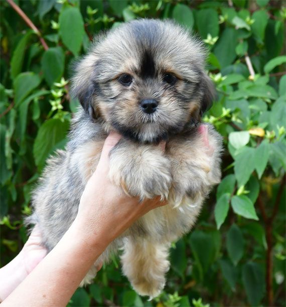de dame nature - Chiots disponibles - Lhassa Apso