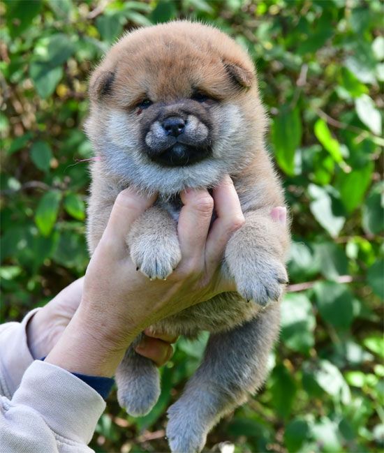 de dame nature - Chiots disponibles - Shiba
