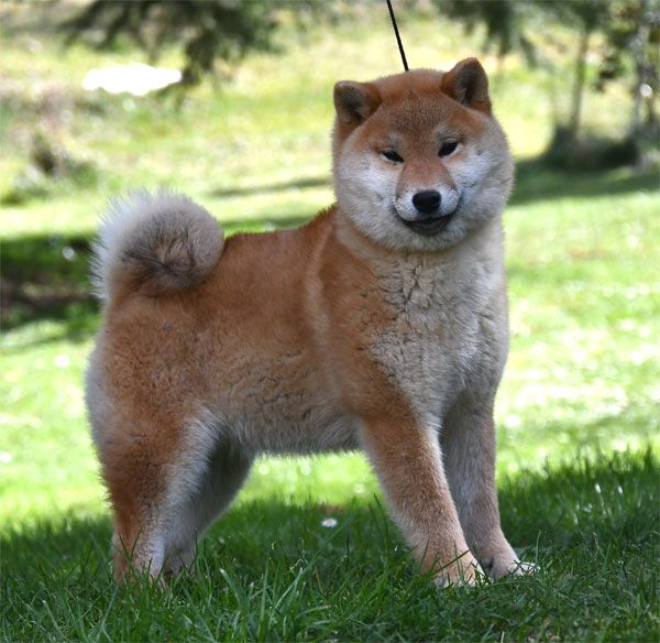 de dame nature - Chiots disponibles - Shiba