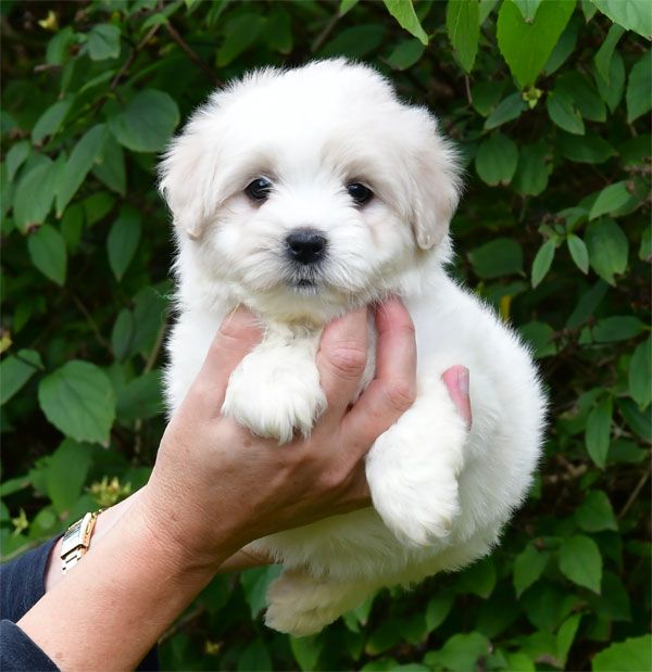 Chiot Coton de Tulear de dame nature