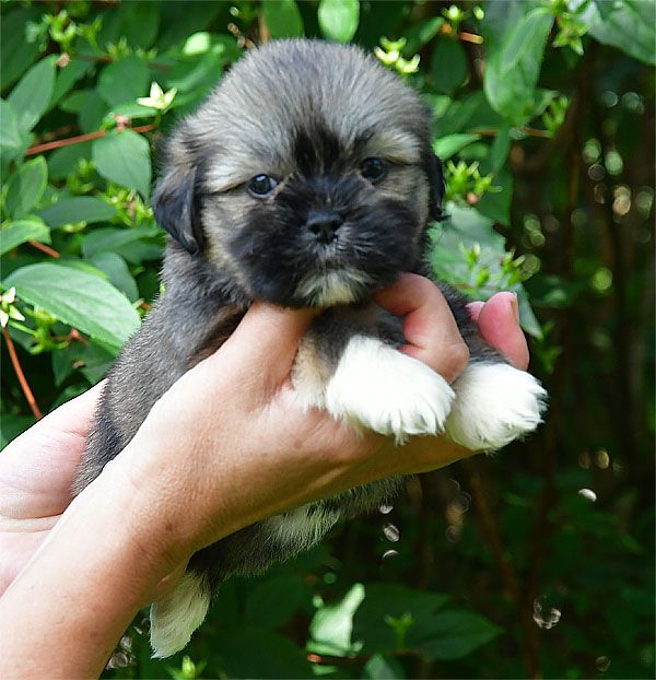 de dame nature - Chiots disponibles - Lhassa Apso