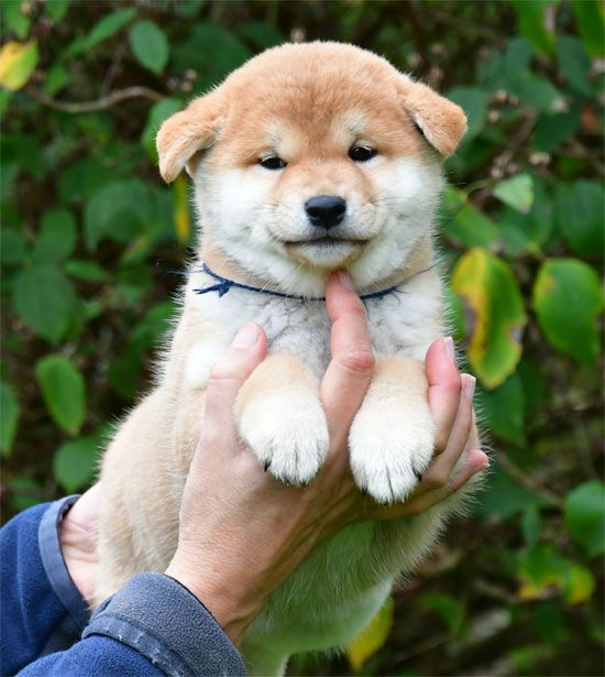 de dame nature - Chiots disponibles - Shiba