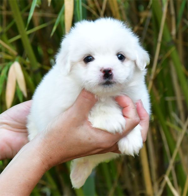 de dame nature - Chiots disponibles - Coton de Tulear