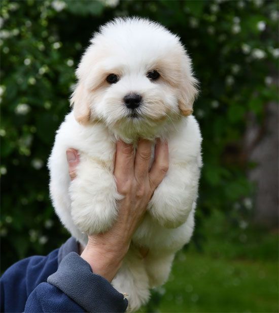de dame nature - Coton de Tulear - Portée née le 02/03/2025