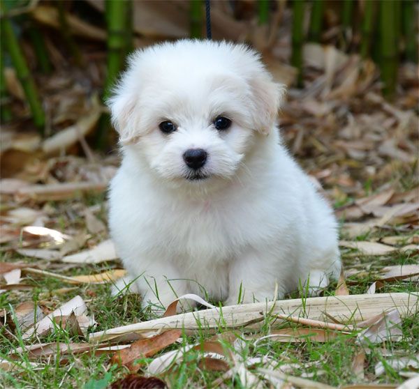 de dame nature - Coton de Tulear - Portée née le 19/05/2025