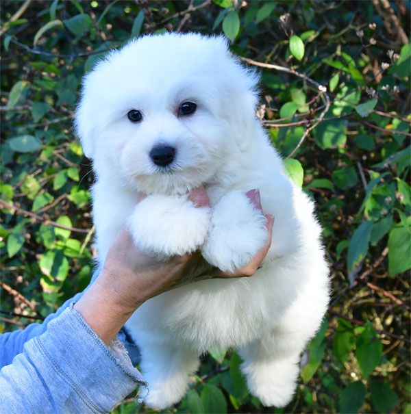 de dame nature - Chiots disponibles - Coton de Tulear