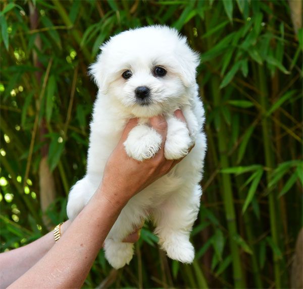 de dame nature - Chiots disponibles - Coton de Tulear