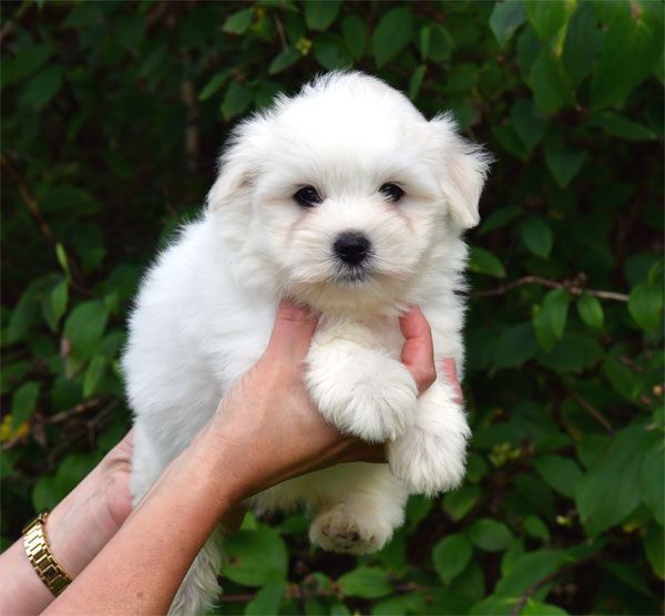de dame nature - Chiots disponibles - Coton de Tulear