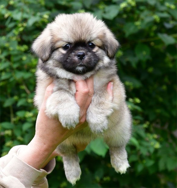de dame nature - Chiots disponibles - Epagneul tibetain
