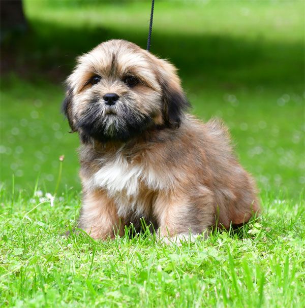 de dame nature - Chiots disponibles - Lhassa Apso
