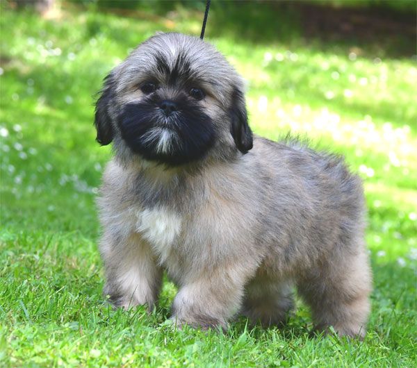 Chiot Lhassa Apso de dame nature
