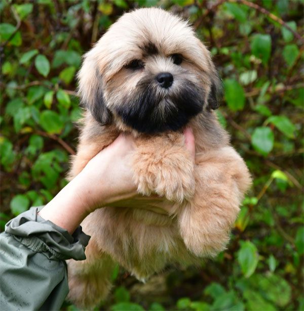 Chiot Lhassa Apso de dame nature