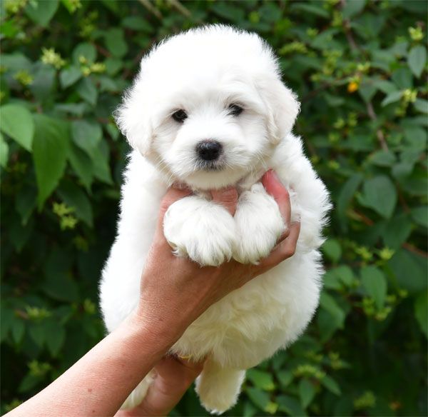 de dame nature - Chiots disponibles - Coton de Tulear