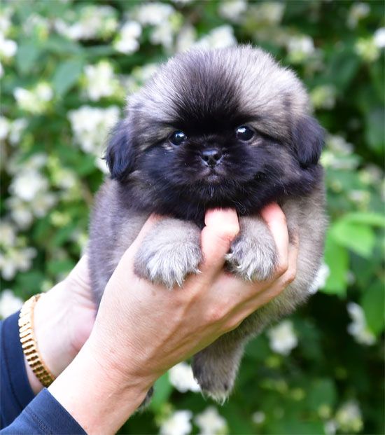 de dame nature - Chiots disponibles - Epagneul tibetain