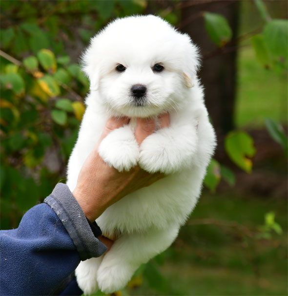 de dame nature - Chiots disponibles - Coton de Tulear
