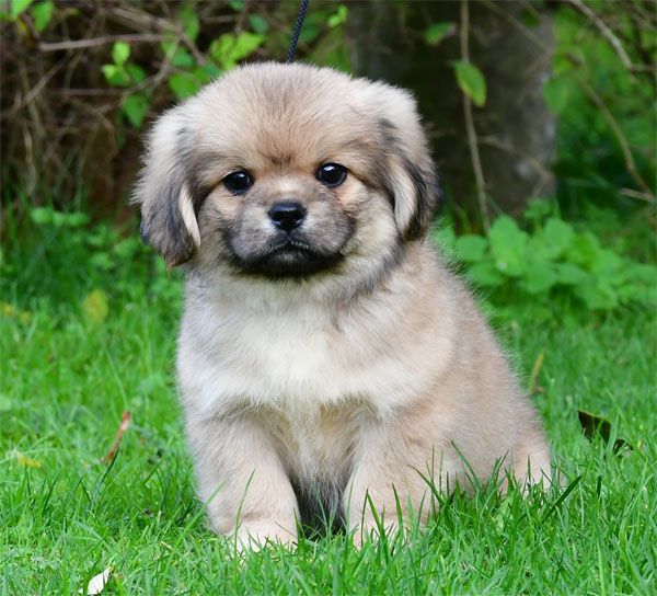 Chiot Epagneul tibetain de dame nature