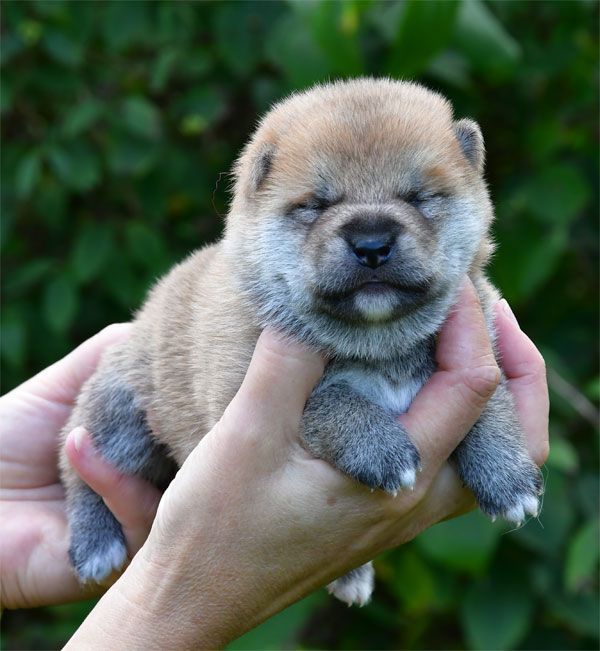 de dame nature - Chiots disponibles - Shiba
