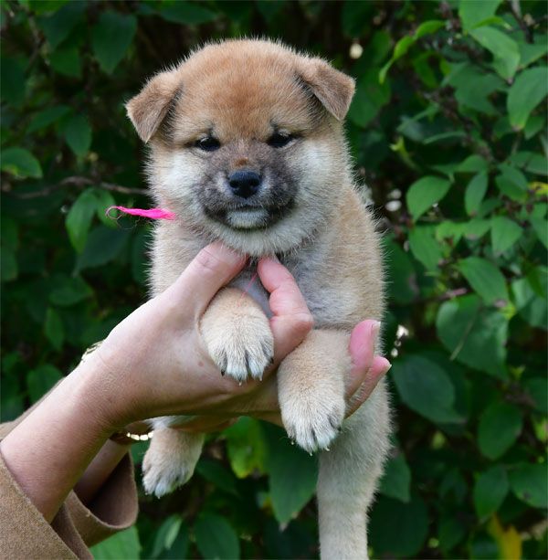 de dame nature - Chiots disponibles - Shiba