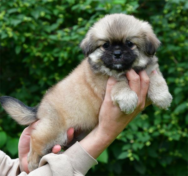 Chiot Epagneul tibetain de dame nature