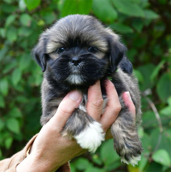 de dame nature - Chiots disponibles - Lhassa Apso