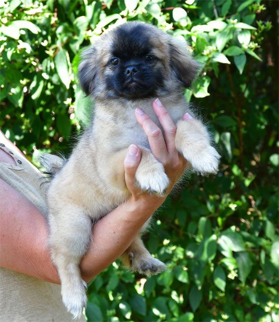de dame nature - Chiots disponibles - Epagneul tibetain