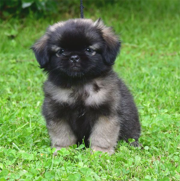 de dame nature - Chiots disponibles - Epagneul tibetain