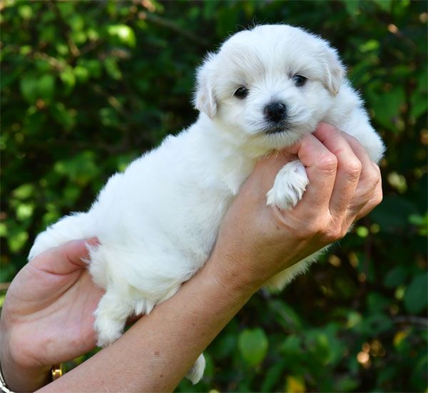 de dame nature - Coton de Tulear - Portée née le 23/08/2025
