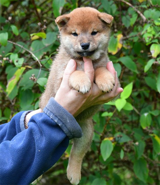de dame nature - Chiots disponibles - Shiba