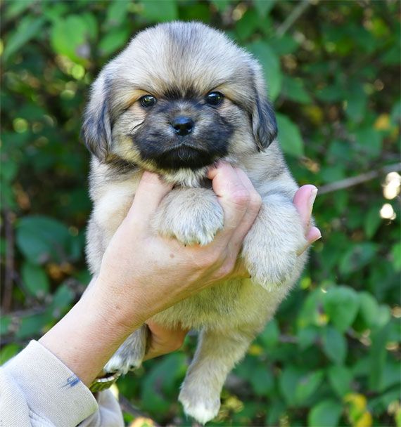 de dame nature - Chiots disponibles - Epagneul tibetain