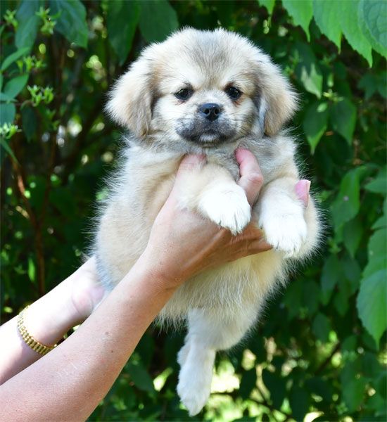 de dame nature - Chiots disponibles - Epagneul tibetain